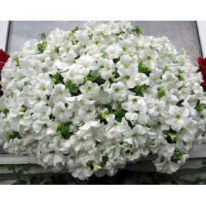 Сурфиния Fanfare White